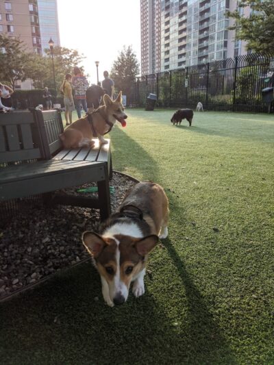 Newport Dog Park - Jersey City, NJ