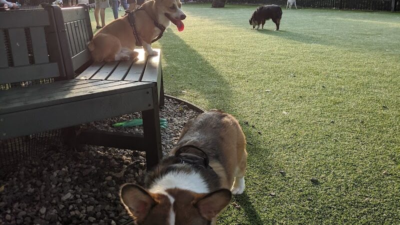 Newport Dog Park - Jersey City, NJ