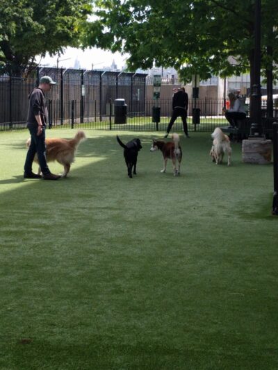 Newport Dog Park - Jersey City, NJ