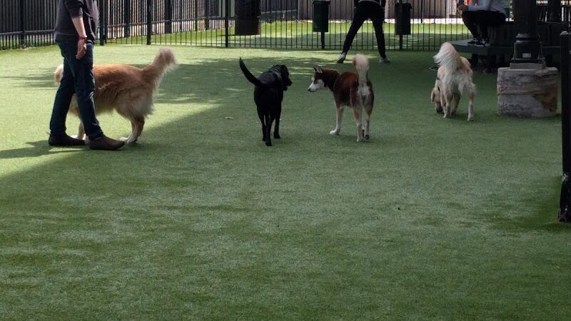 Newport Dog Park - Jersey City, NJ