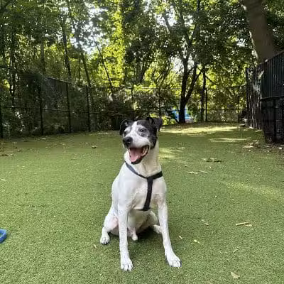 Ogden's End Dog Park - Jersey City, NJ