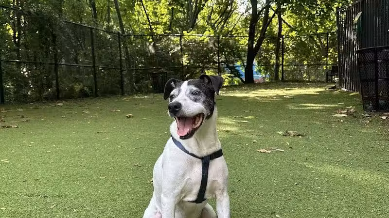 Ogden's End Dog Park - Jersey City, NJ