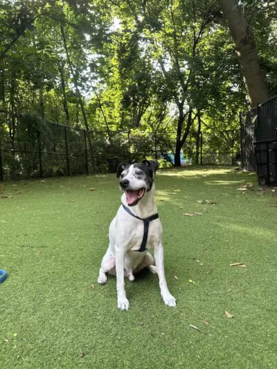 Ogden's End Dog Park - Jersey City, NJ