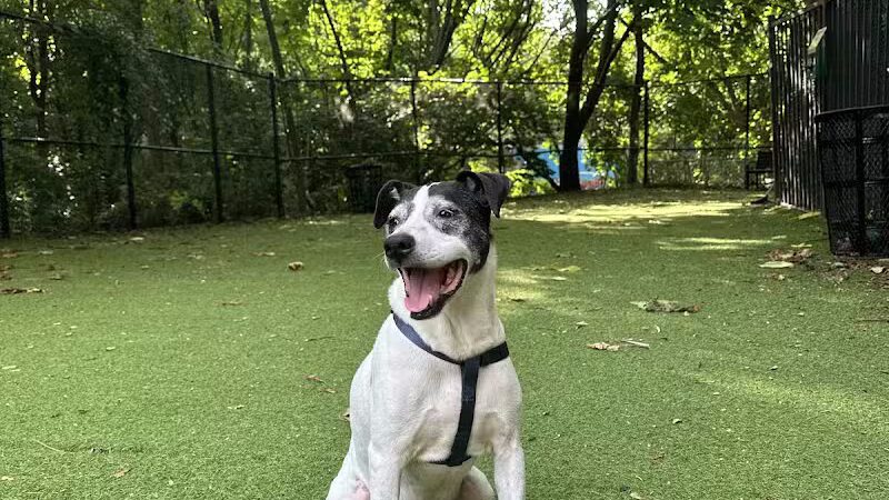 Ogden's End Dog Park - Jersey City, NJ