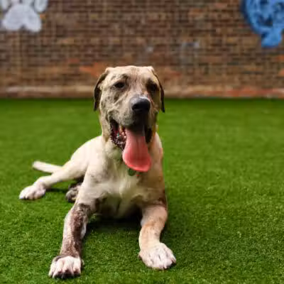 Paws & Tales Doggy Playgroup - Jersey City, NJ