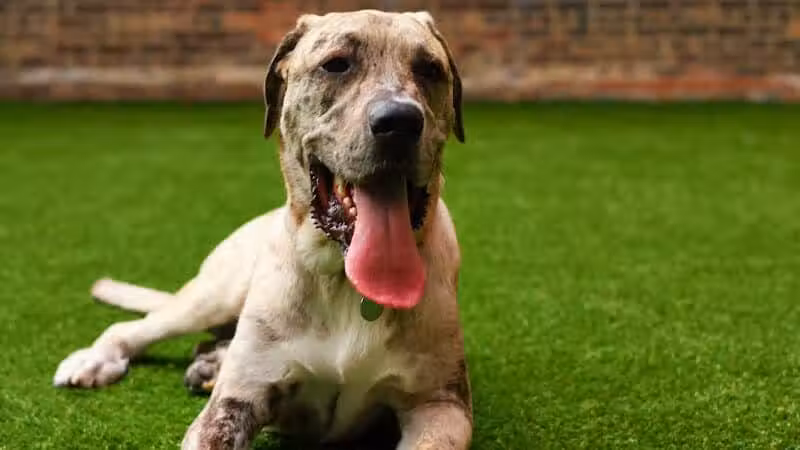 Paws & Tales Doggy Playgroup - Jersey City, NJ