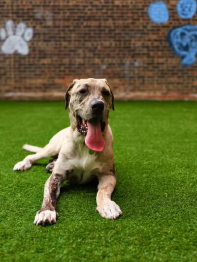 Paws & Tales Doggy Playgroup - Jersey City, NJ