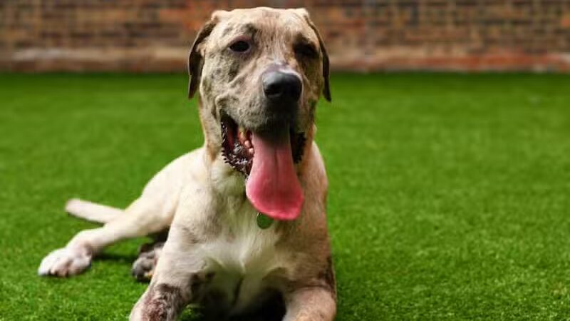 Paws & Tales Doggy Playgroup - Jersey City, NJ