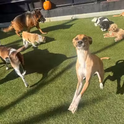 Paws & Tales Doggy Playgroup - Jersey City, NJ