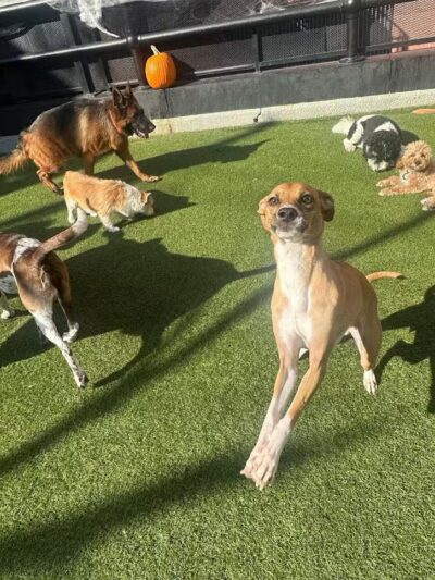 Paws & Tales Doggy Playgroup - Jersey City, NJ