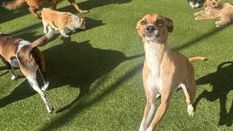 Paws & Tales Doggy Playgroup - Jersey City, NJ