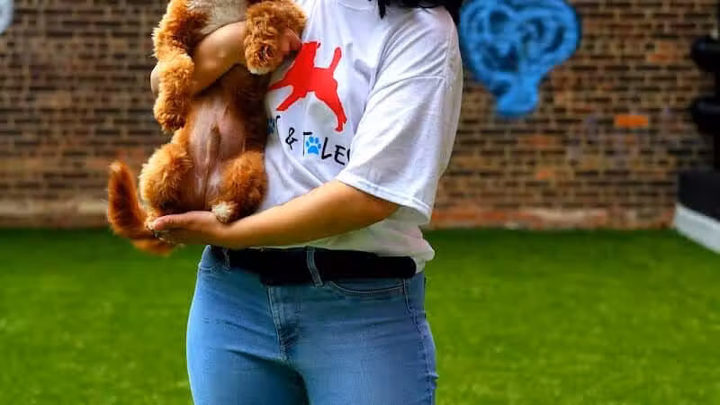 Paws & Tales Doggy Playgroup - Jersey City, NJ