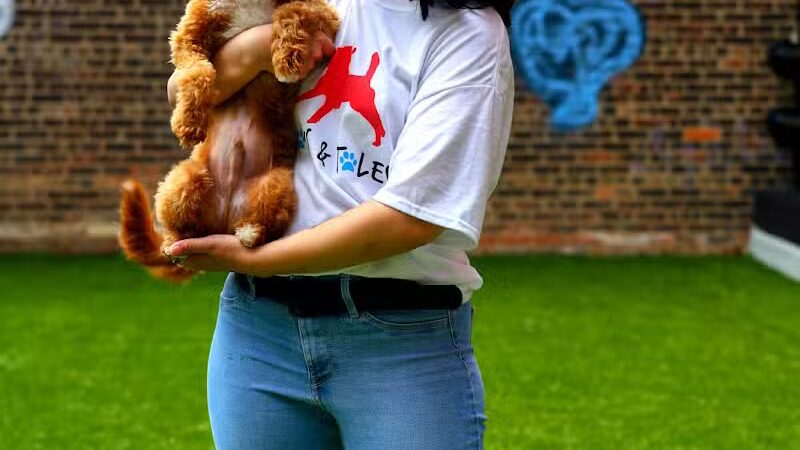 Paws & Tales Doggy Playgroup - Jersey City, NJ