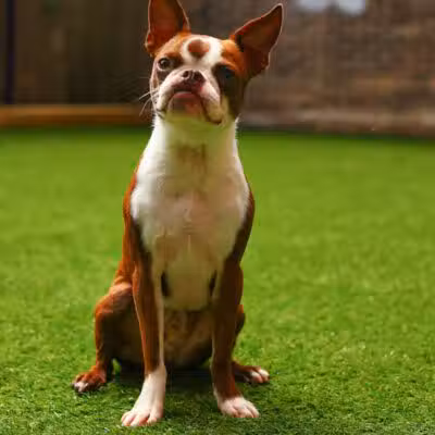 Paws & Tales Doggy Playgroup - Jersey City, NJ