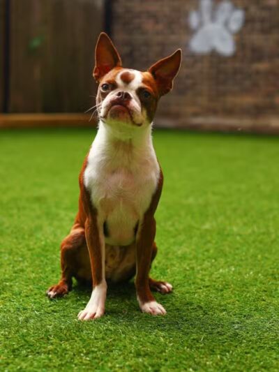 Paws & Tales Doggy Playgroup - Jersey City, NJ