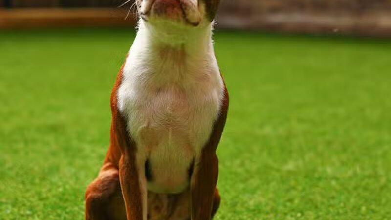 Paws & Tales Doggy Playgroup - Jersey City, NJ