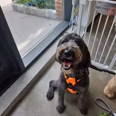 Paws & Tales Doggy Playgroup - Jersey City, NJ