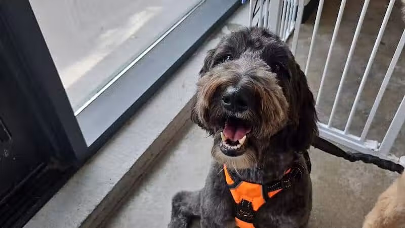 Paws & Tales Doggy Playgroup - Jersey City, NJ