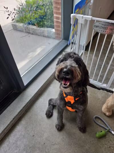 Paws & Tales Doggy Playgroup - Jersey City, NJ