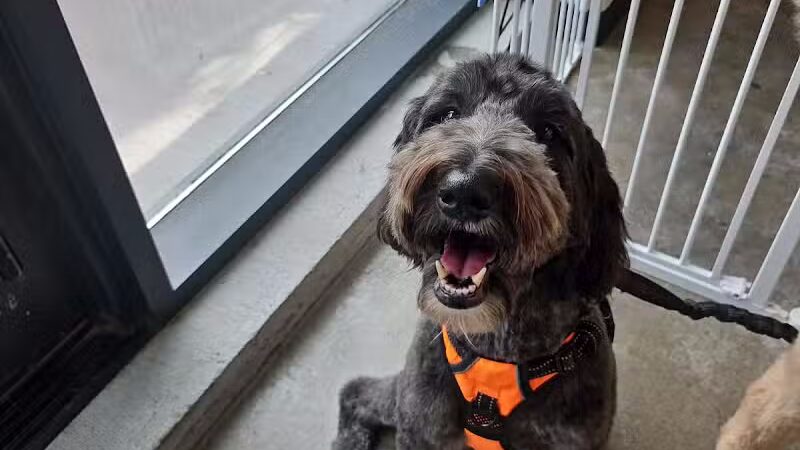 Paws & Tales Doggy Playgroup - Jersey City, NJ