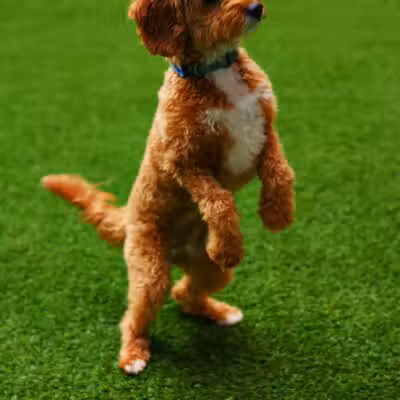 Paws & Tales Doggy Playgroup - Jersey City, NJ