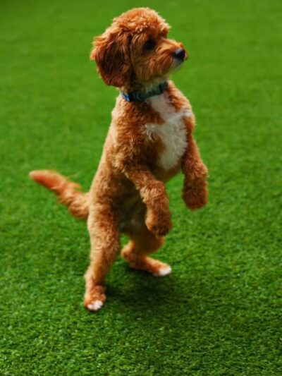 Paws & Tales Doggy Playgroup - Jersey City, NJ