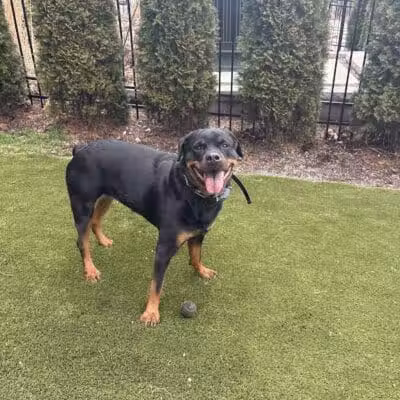 Paws & Tales Doggy Playgroup - Jersey City, NJ