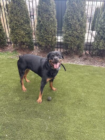 Paws & Tales Doggy Playgroup - Jersey City, NJ