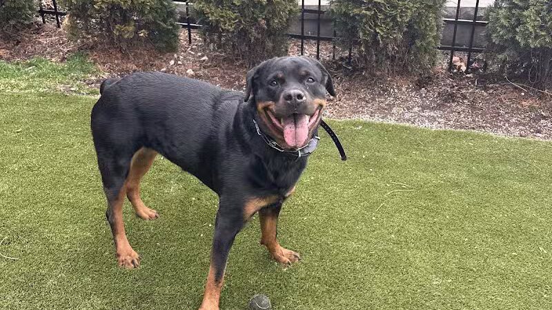 Paws & Tales Doggy Playgroup - Jersey City, NJ