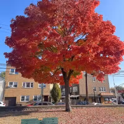 Pershing Field Park - Jersey City, NJ