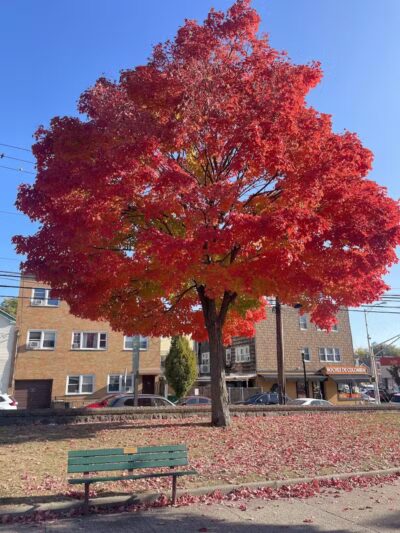 Pershing Field Park - Jersey City, NJ