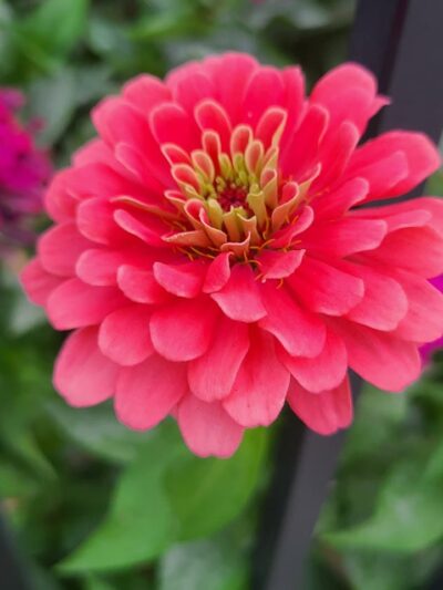 Sgt. Anthony Park - Jersey City, NJ