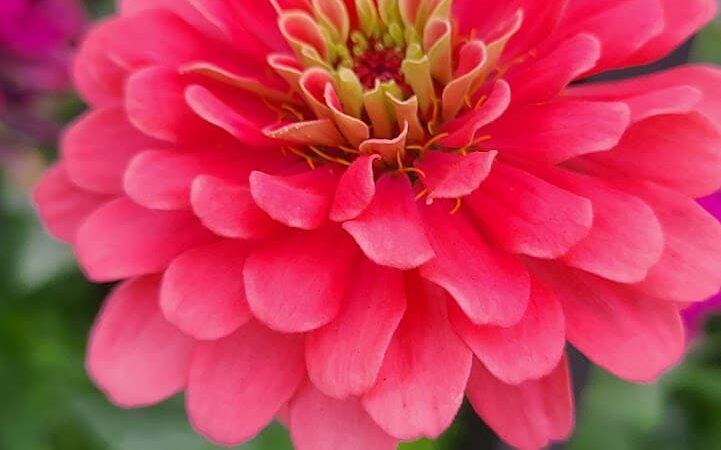 Sgt. Anthony Park - Jersey City, NJ