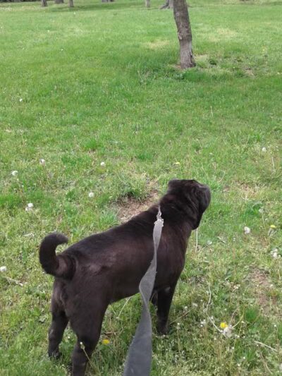 Arlington Park - Jersey City, NJ