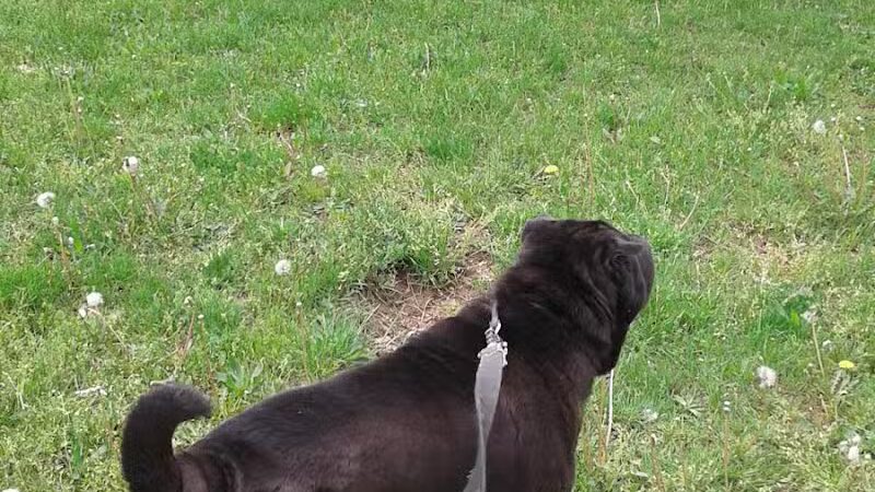 Arlington Park - Jersey City, NJ