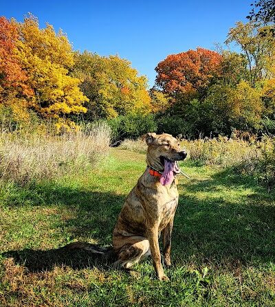 Jefferson County Dog Park - Johnson Creek, WI