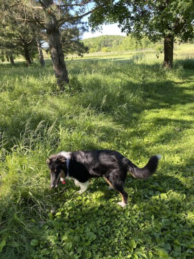 Jefferson County Dog Park - Johnson Creek, WI