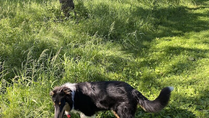 Jefferson County Dog Park - Johnson Creek, WI