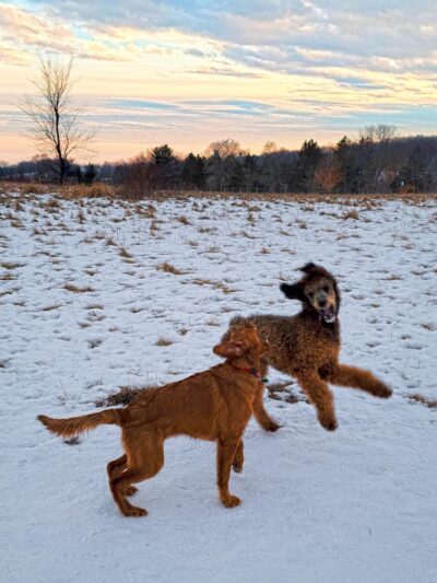 Jefferson County Dog Park - Johnson Creek, WI
