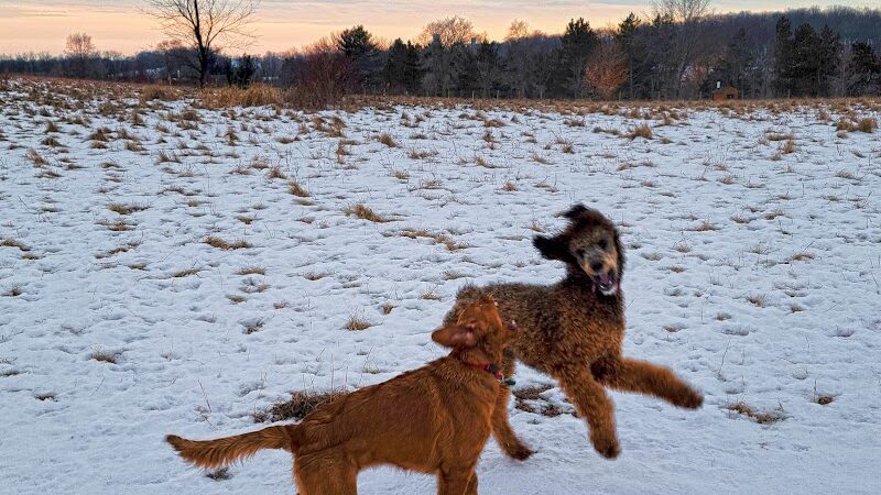 Jefferson County Dog Park - Johnson Creek, WI