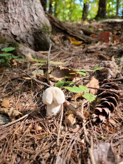 Pittstown SMBA Trail Head - Johnsonville, NY