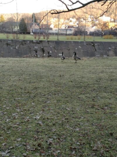 Sandyvale Dog Park - Johnstown, PA