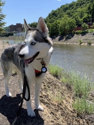 Sandyvale Dog Park - Johnstown, PA