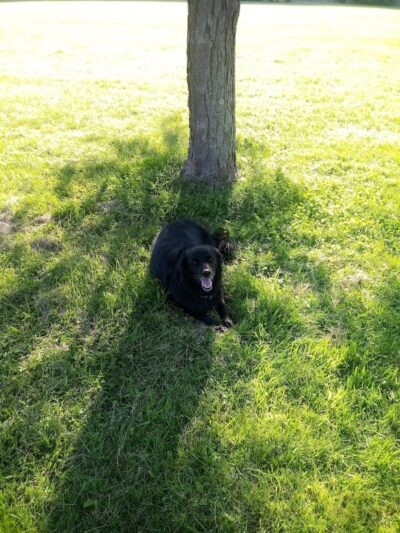 Sandyvale Dog Park - Johnstown, PA