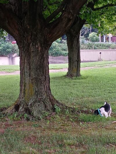 Sandyvale Dog Park - Johnstown, PA