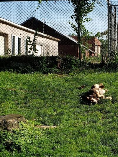Sandyvale Dog Park - Johnstown, PA