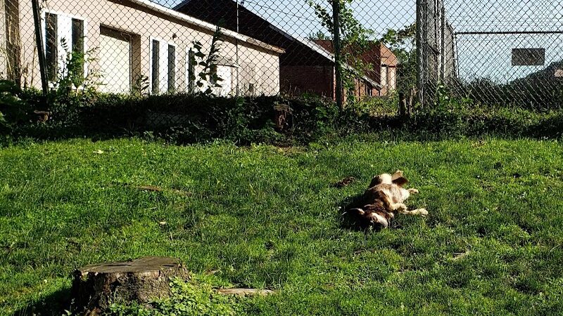 Sandyvale Dog Park - Johnstown, PA