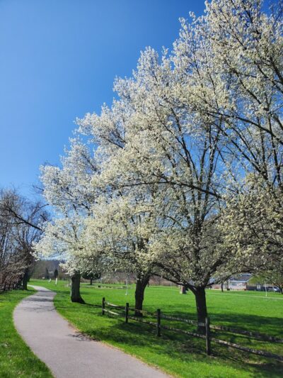 Sandyvale Memorial Gardens and Conservancy and Dog Park - Johnstown, PA