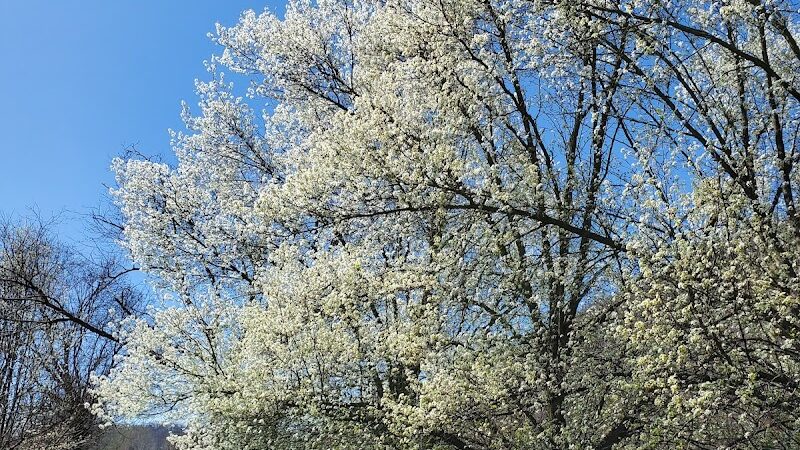 Sandyvale Memorial Gardens and Conservancy and Dog Park - Johnstown, PA