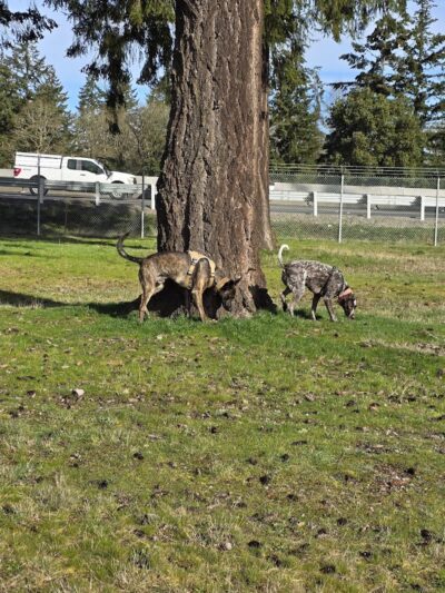 Ft Lewis Dog Park - Joint Base Lewis-McChord, WA